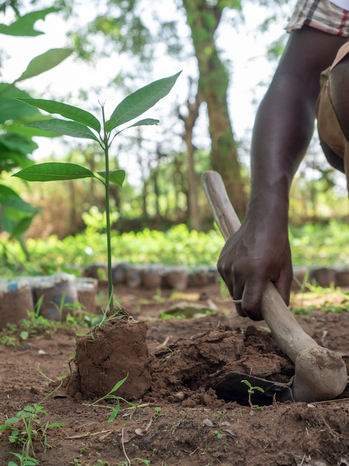 Ein Baum für den CompuSafe Forest wird in afrikanische Erde gepflanzt