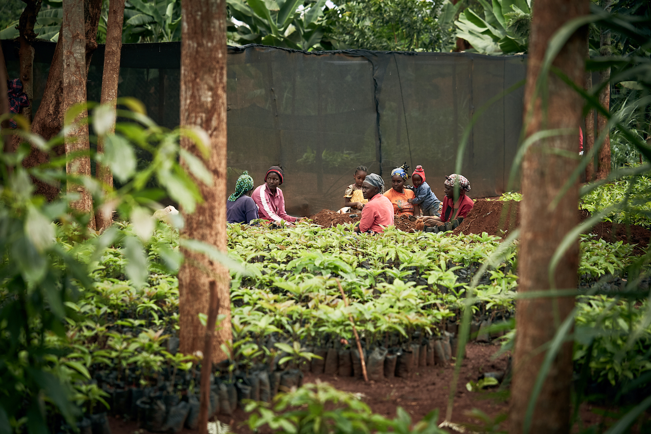 CompuSafe Forest - Compusafe